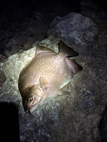 クロホシマンジュウダイの釣果