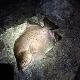 クロホシマンジュウダイ