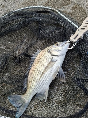 ミナミクロダイの釣果