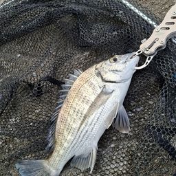 ミナミクロダイ