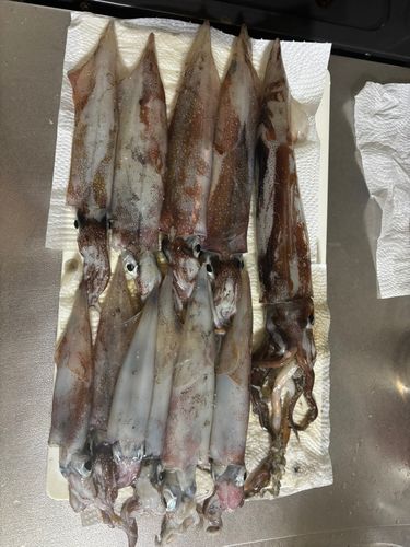 ヤリイカの釣果
