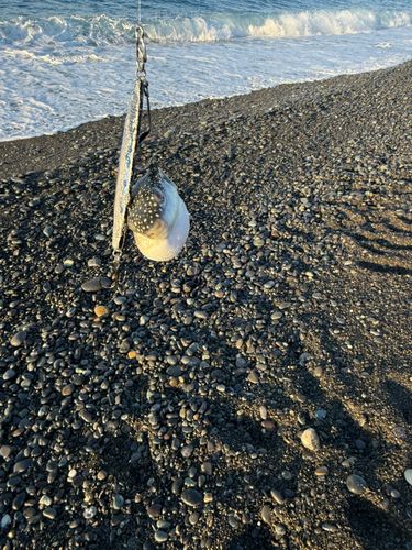 クサフグの釣果