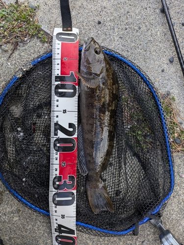 アイナメの釣果