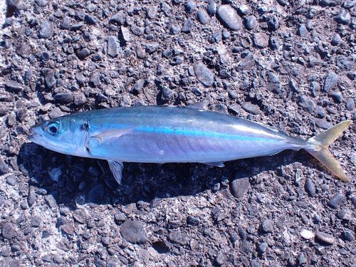 ムロアジの釣果