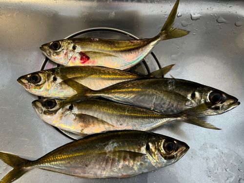 アジの釣果