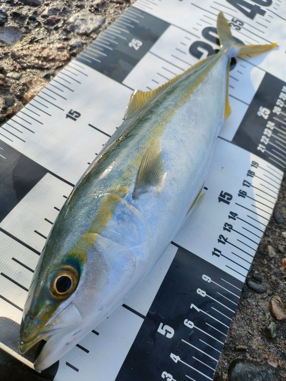 MajorCraft クロスライド 5G XR5-1002Mの最安値・インプレ・釣果