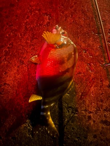 タカノハダイの釣果