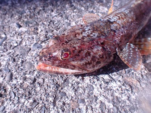 アカエソの釣果