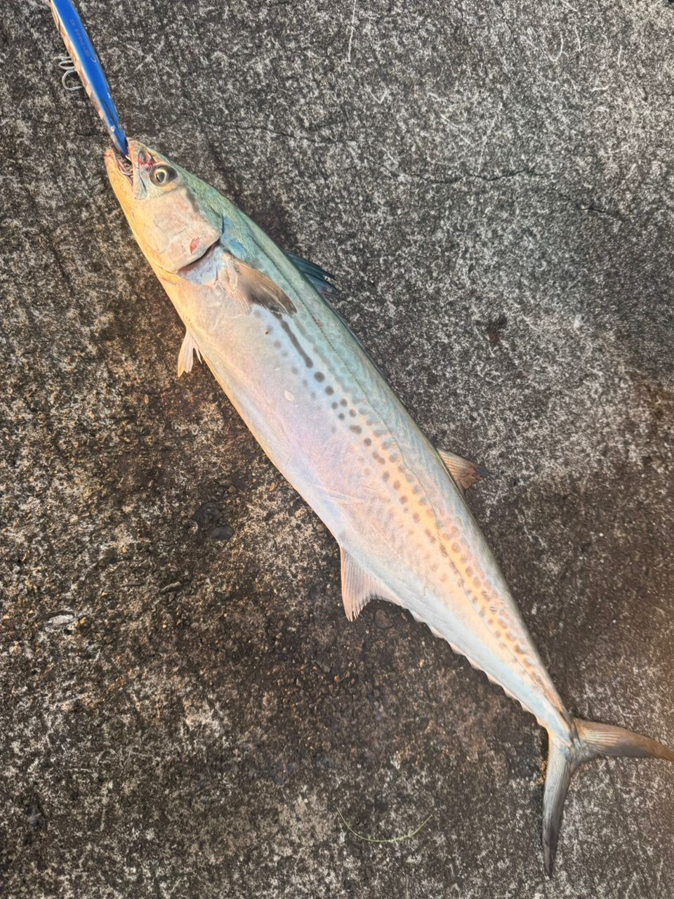 SHIMANO 23ネッサ リミテッド S110MH+の最安値・インプレ・釣果 | 本音