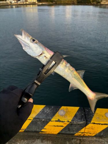 アカカマスの釣果