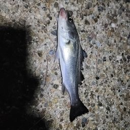 セイゴ（マルスズキ）