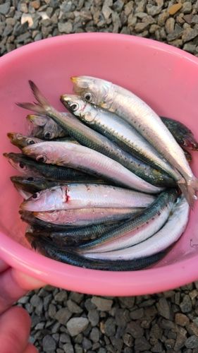 イワシの釣果