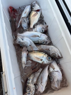 シロムツの釣果