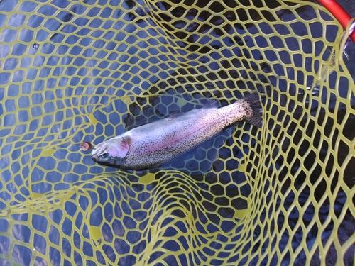 ニジマスの釣果