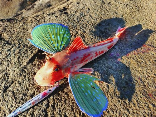 ホウボウの釣果