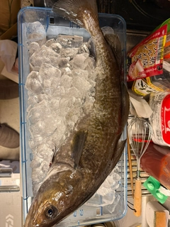 マダラの釣果