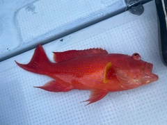 オジロバラハタの釣果