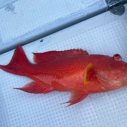 オジロバラハタ