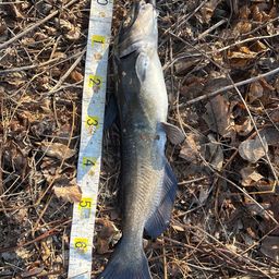 アメリカンキャットフィッシュ