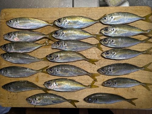 アジの釣果
