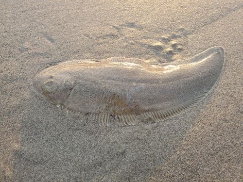 シタビラメの釣果