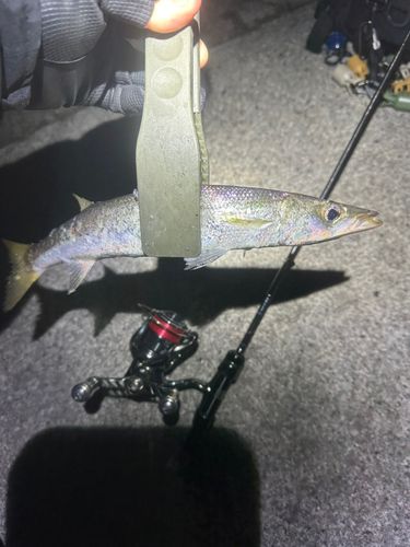 アカカマスの釣果