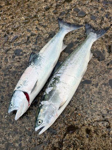 サクラマスの釣果