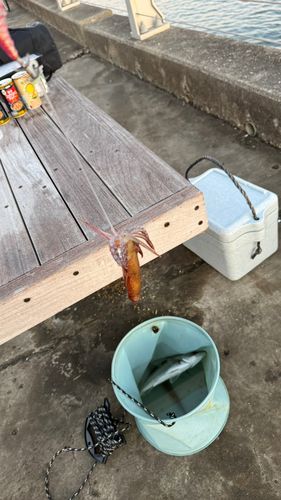 ヒイカの釣果