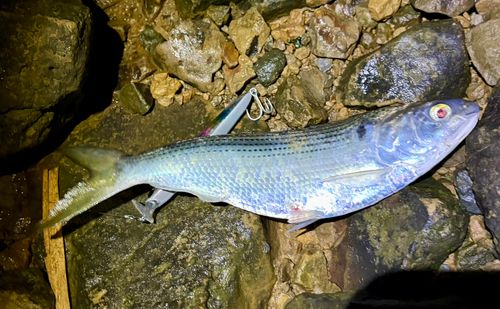 コノシロの釣果