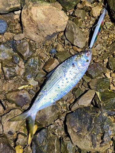 コノシロの釣果