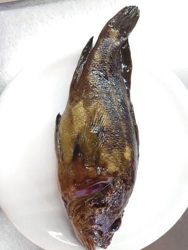 シマソイの釣果