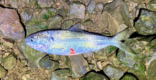 コノシロの釣果