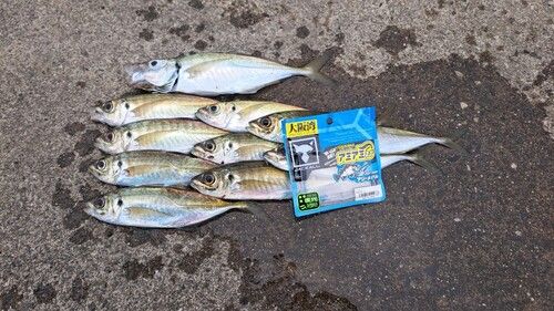 アジの釣果