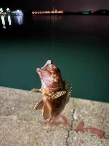 アラカブの釣果