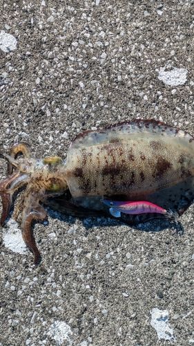 アオリイカの釣果