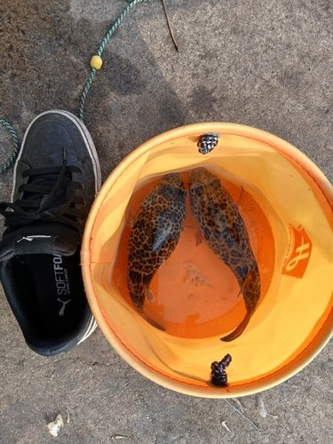 ショウサイフグの釣果