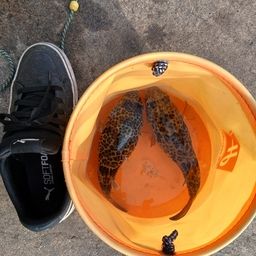 ショウサイフグ