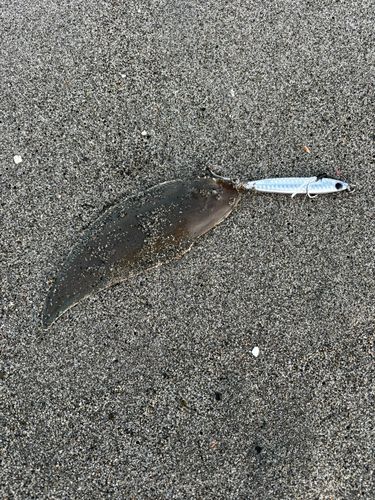 シタビラメの釣果