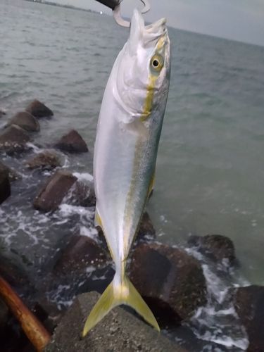 フクラギの釣果