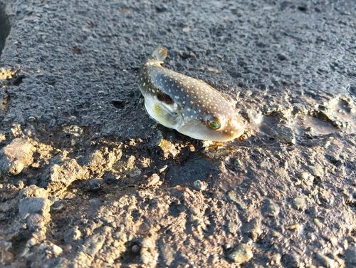 クサフグの釣果