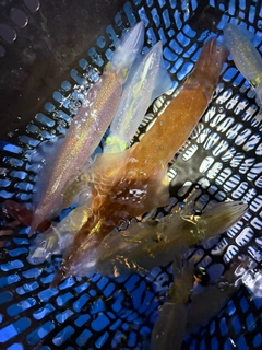 マルイカの釣果