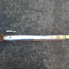 タチウオの釣果