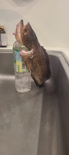 オオモンハタの釣果