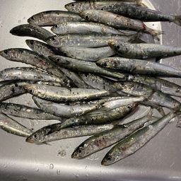 イワシ