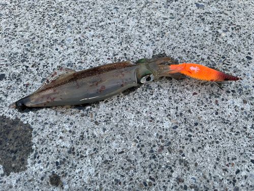 ヤリイカの釣果