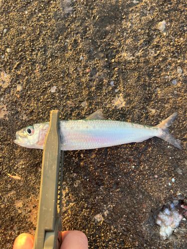 マイワシの釣果