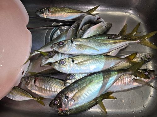 アジの釣果