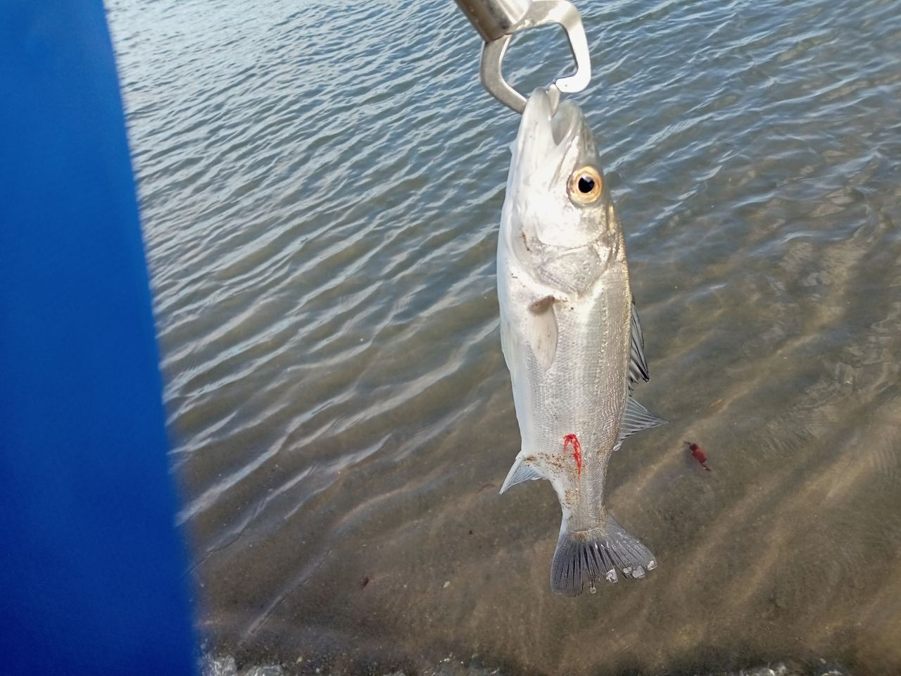 セイゴ（マルスズキ）