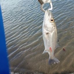 セイゴ（マルスズキ）