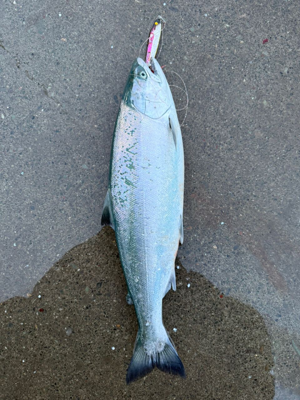 GCRAFT セブンセンスTR モンスターサーフ MSS-1072-TRの最安値